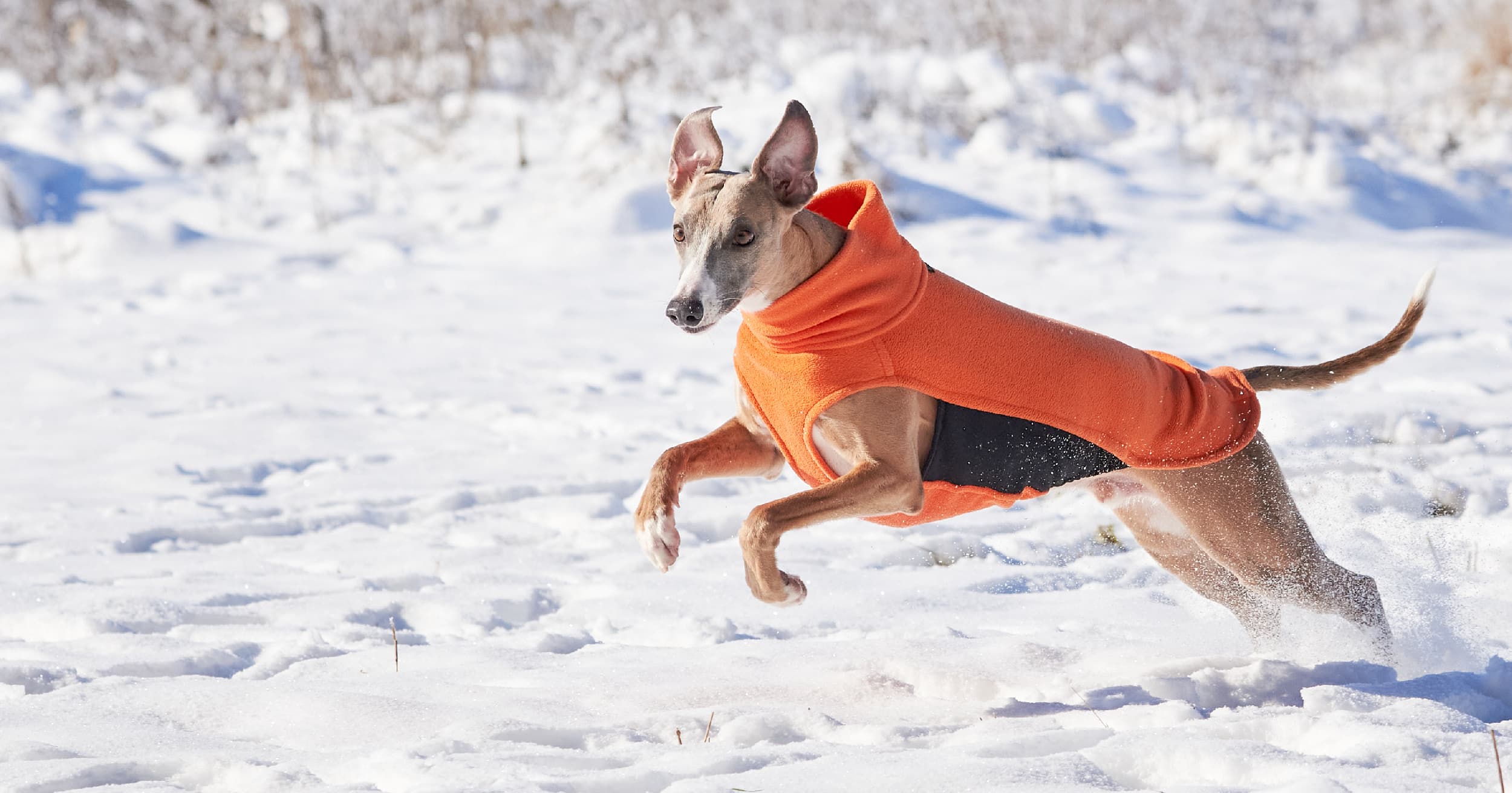 A dog running through deep snow wearing an orange winter coat.
