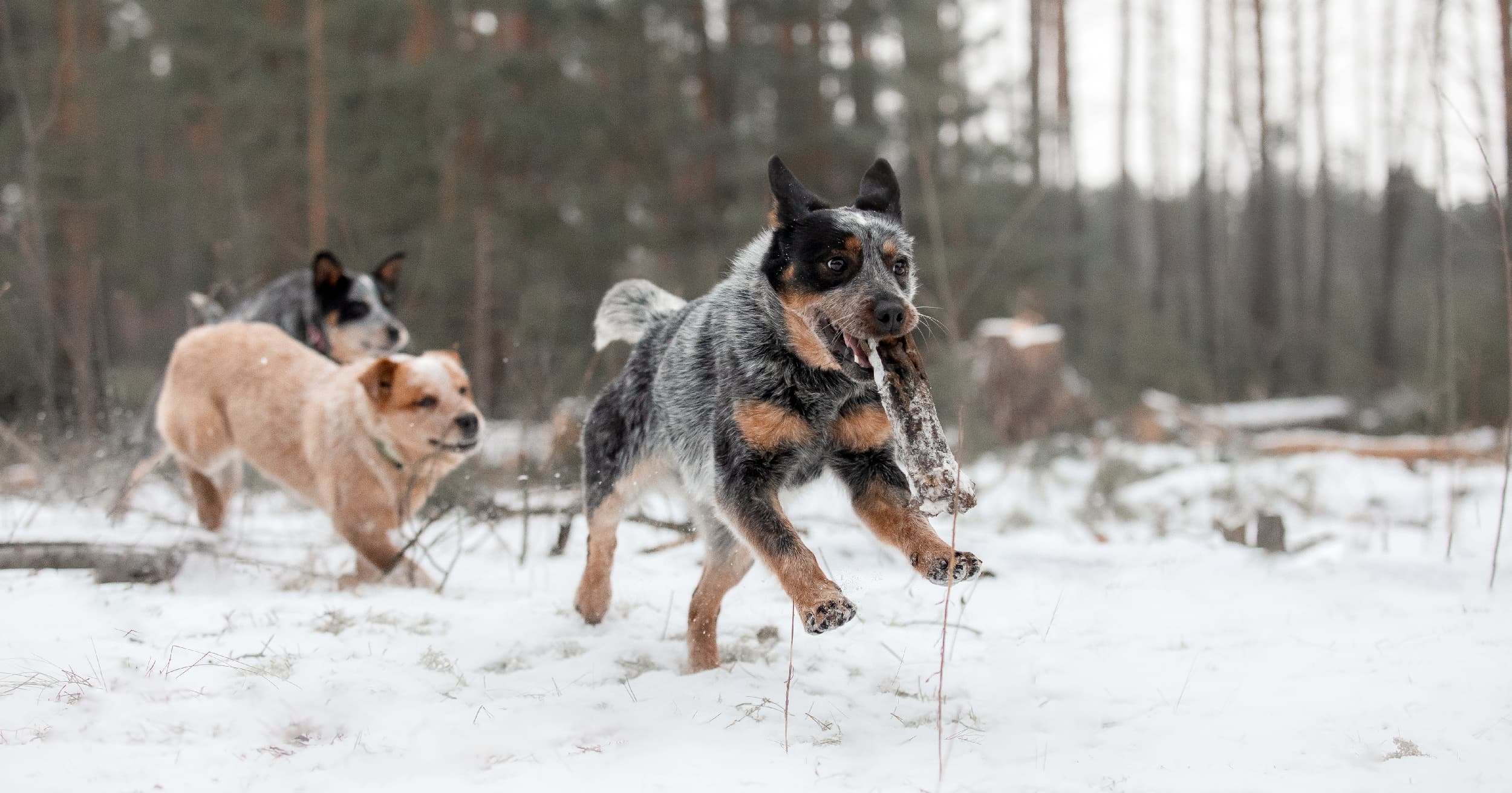 A pack of young dogs running through the snow in the woods.