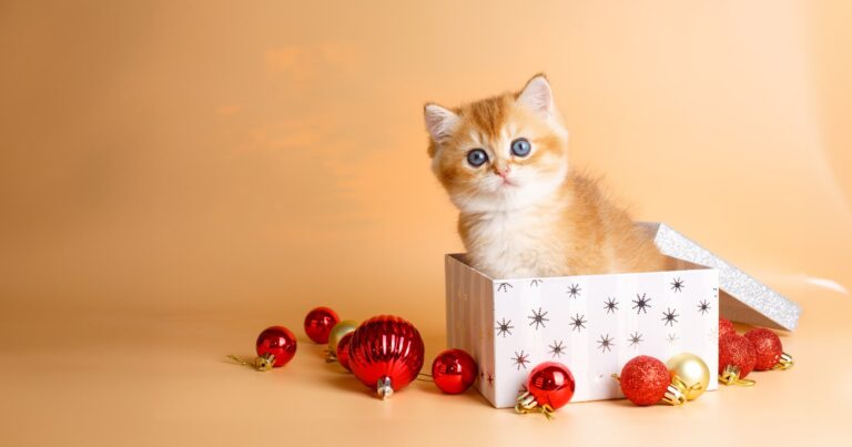 A small kitten sitting in an open gift box next to Christmas tree ornaments.