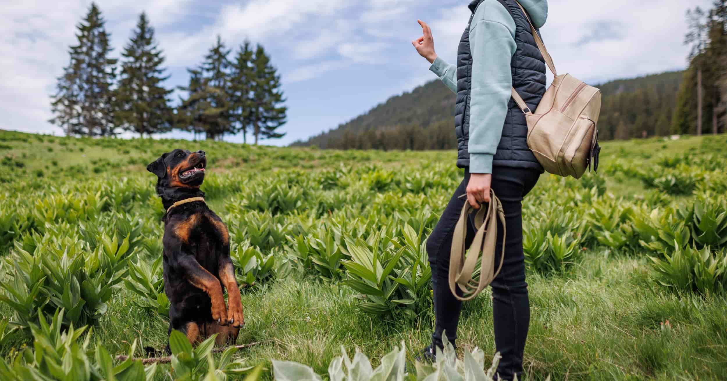A black and tan dog sitting in a field with its two front paws in the air obeying a command from its owner.