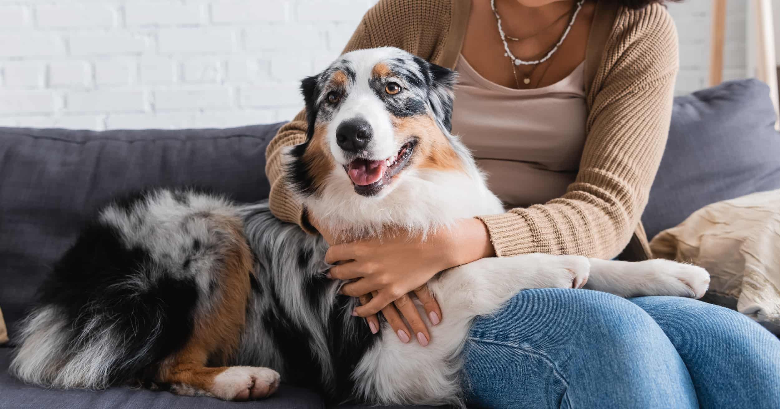 A dog lying happily in the lap of a woman on a couch.