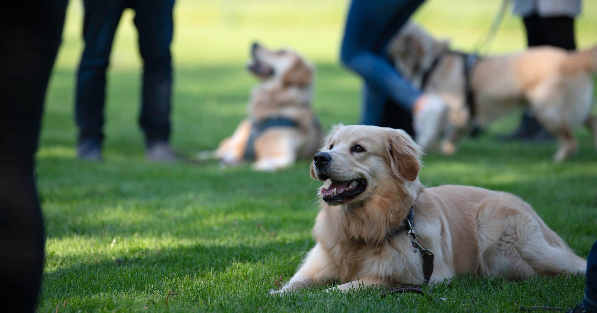 A dog on a leash lying in the grass in a park next to other dogs and their owners.