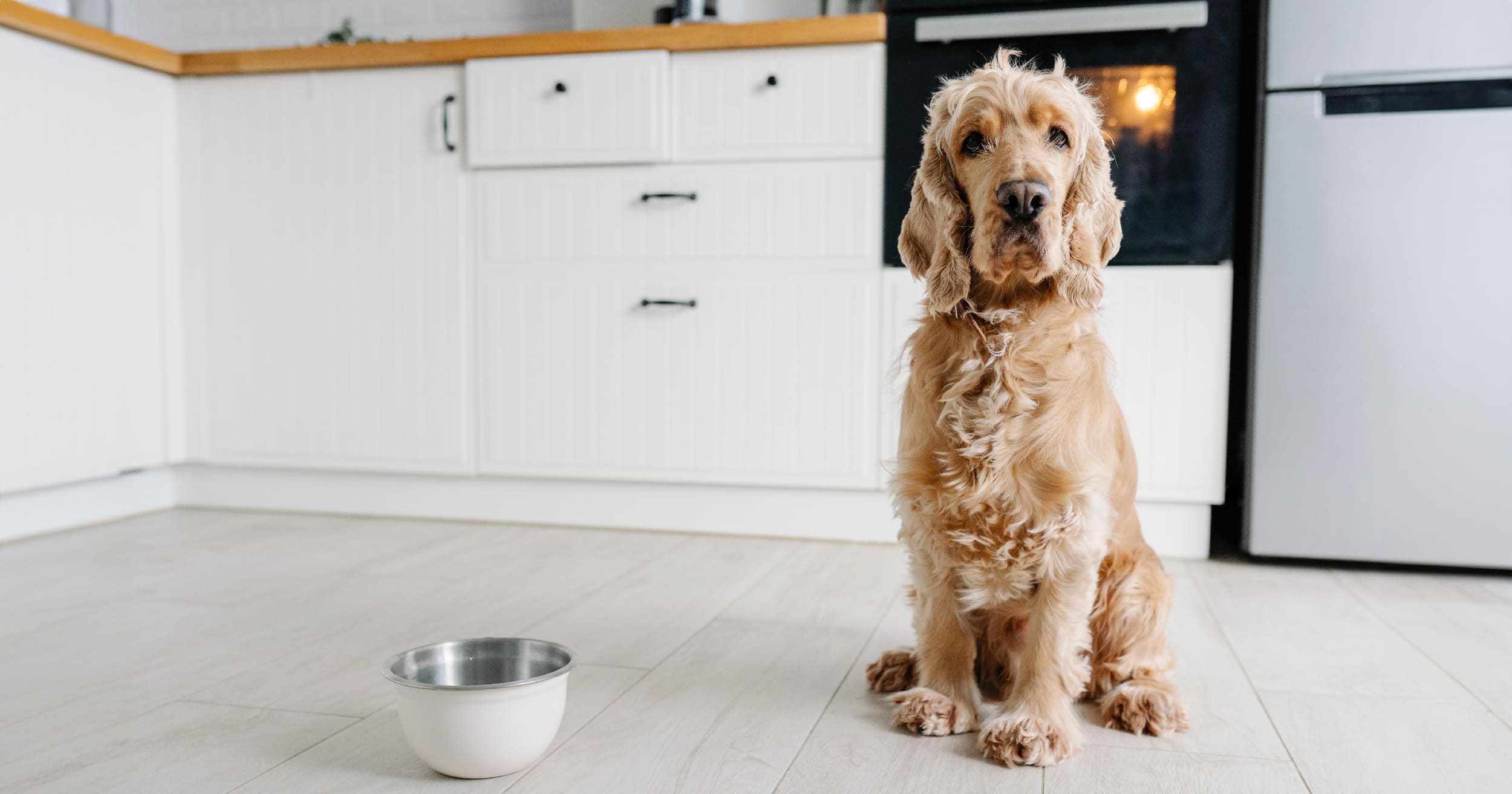A dog sitting on the floor in the kitchen next to an empty food bowl.