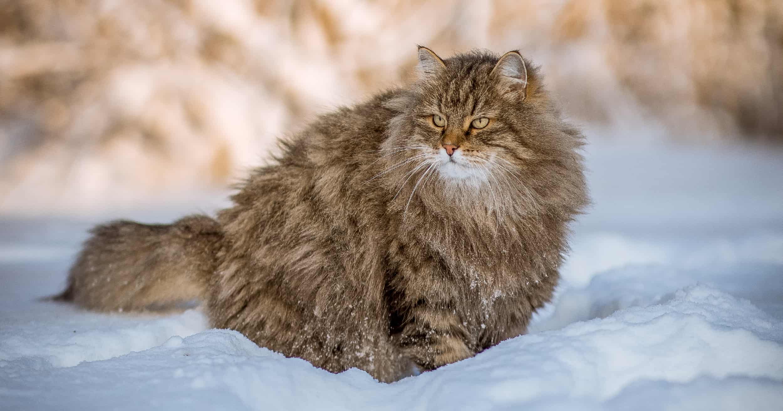 A fluffy Siberian cat sitting outside in the snow.