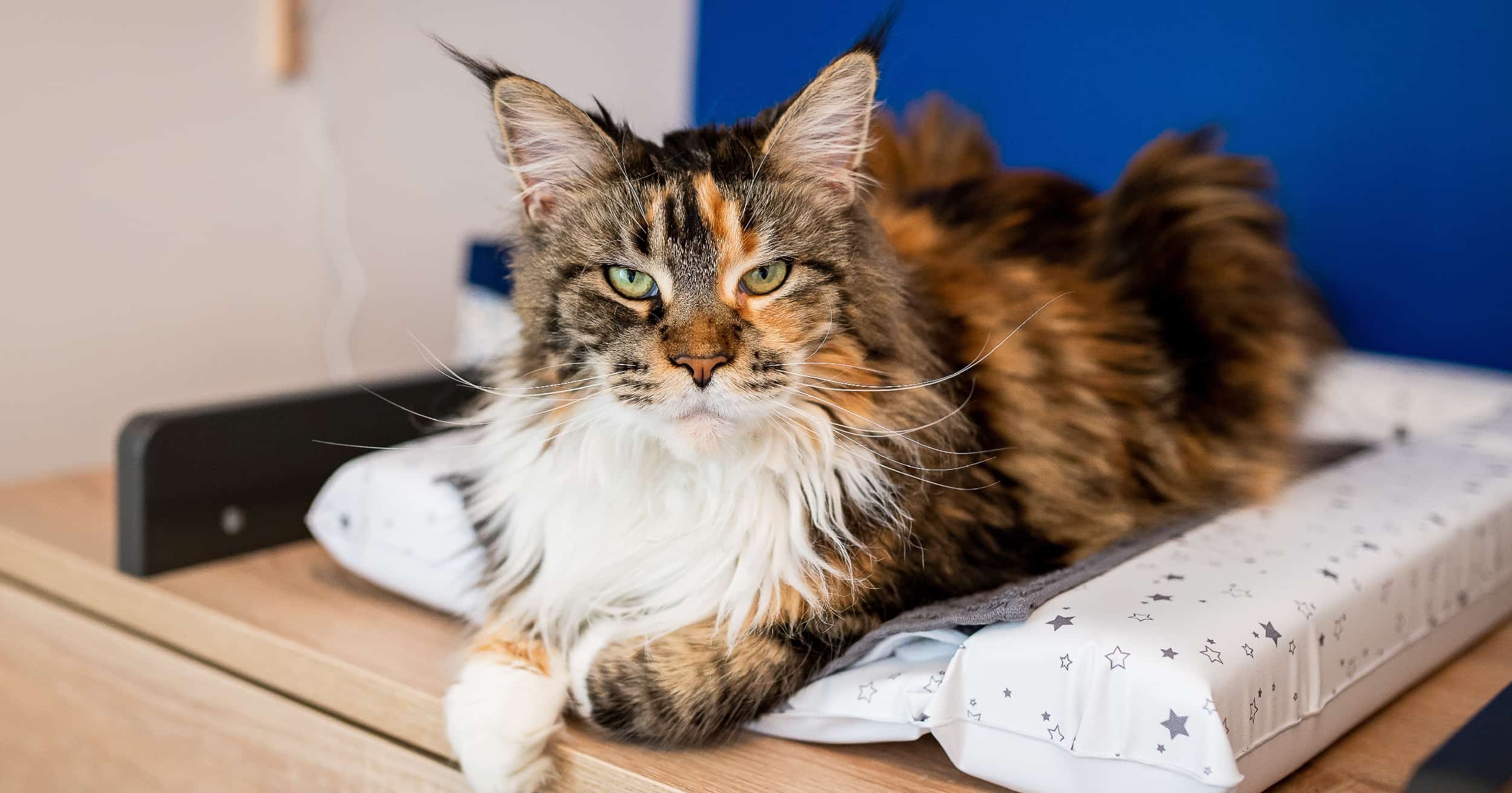 A Maine coon cat lying on a countertop.