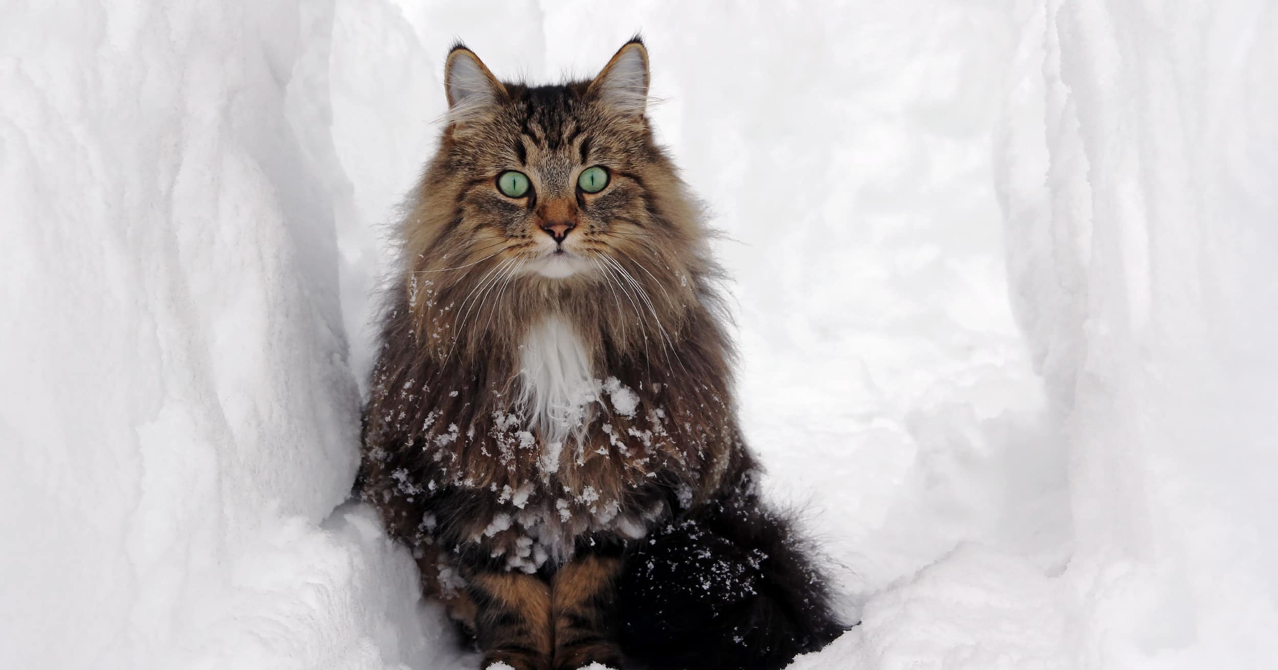 A Norwegian forest cat sitting in a snowbank.