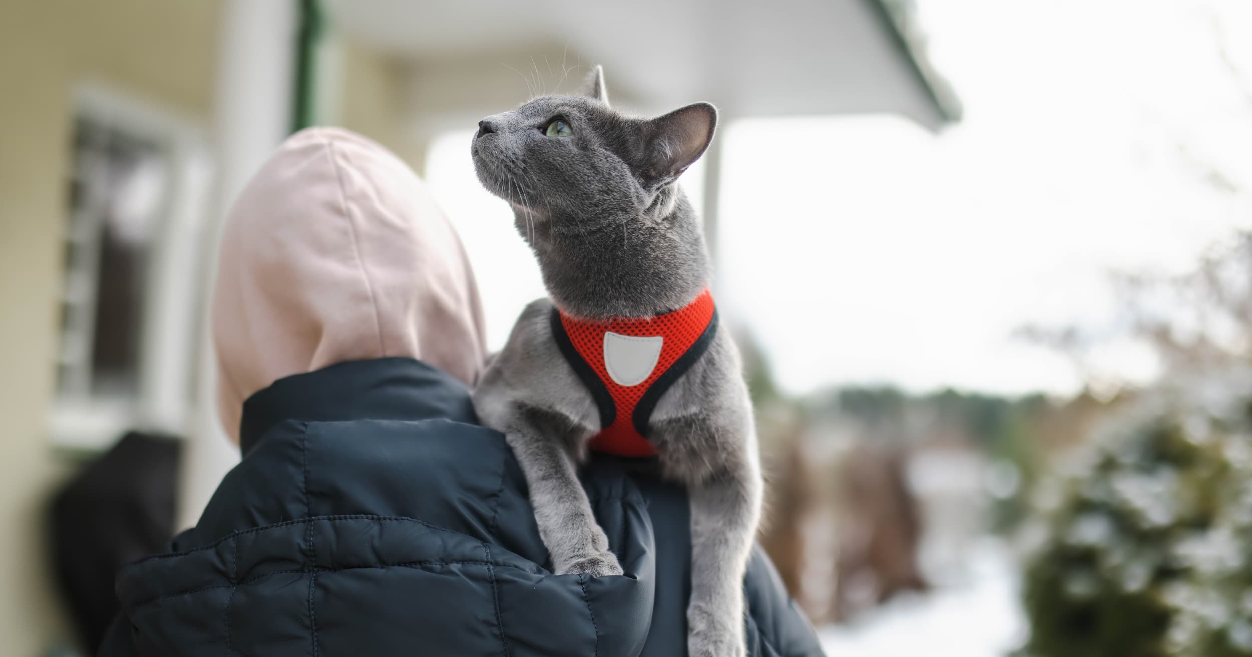 A Russian blue cat wearing a small red vest while being carried on someone’s shoulder.