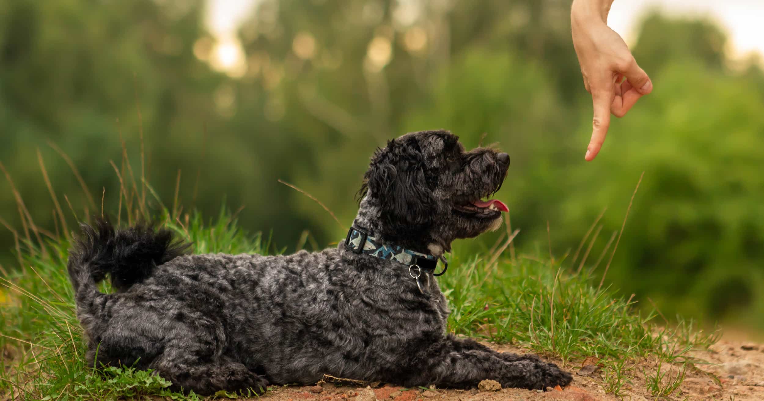 A small black dog lying on the ground outside staring at its owner’s pointing finger.