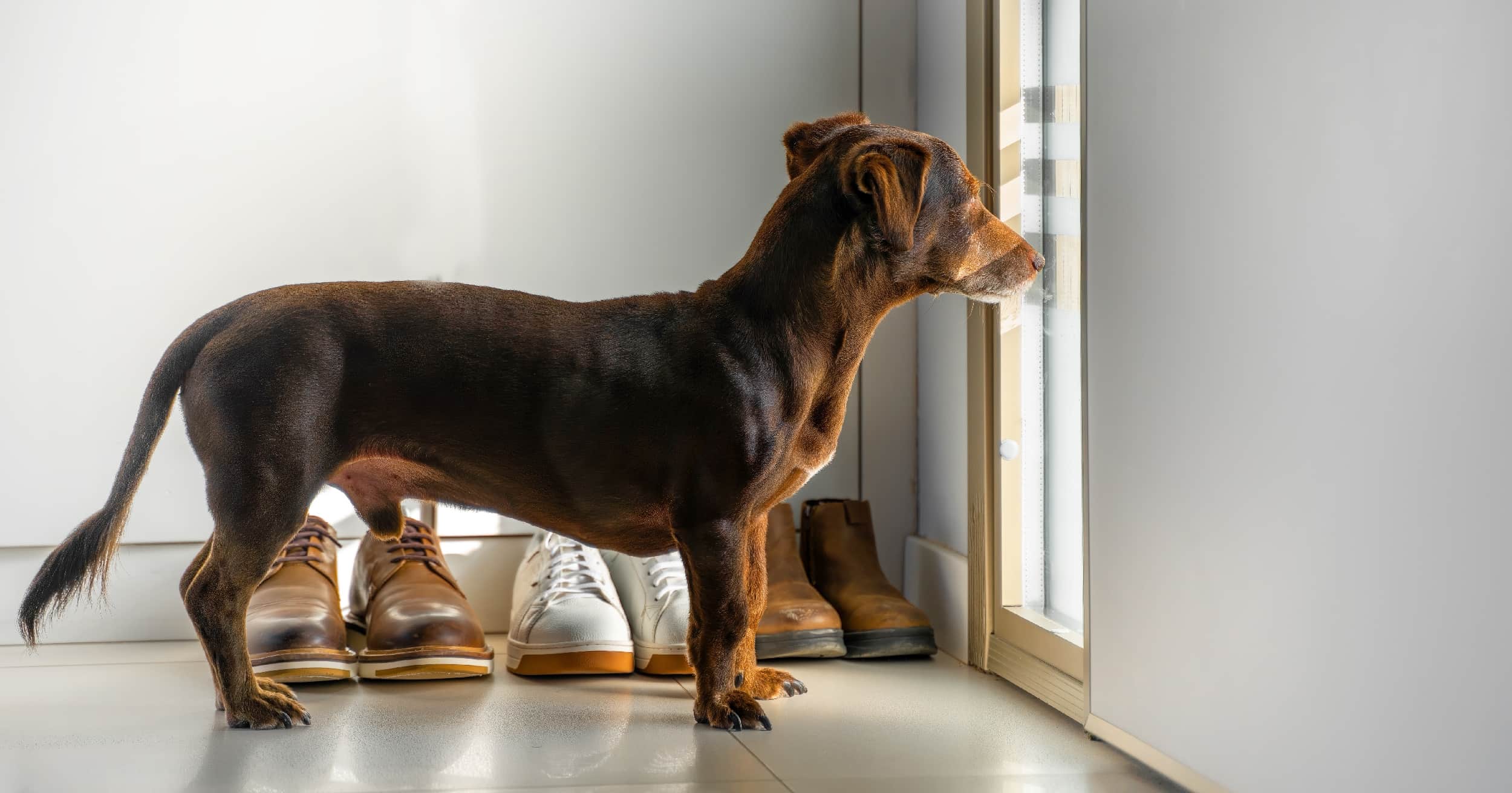 A small dog staring out the window next to the front door.