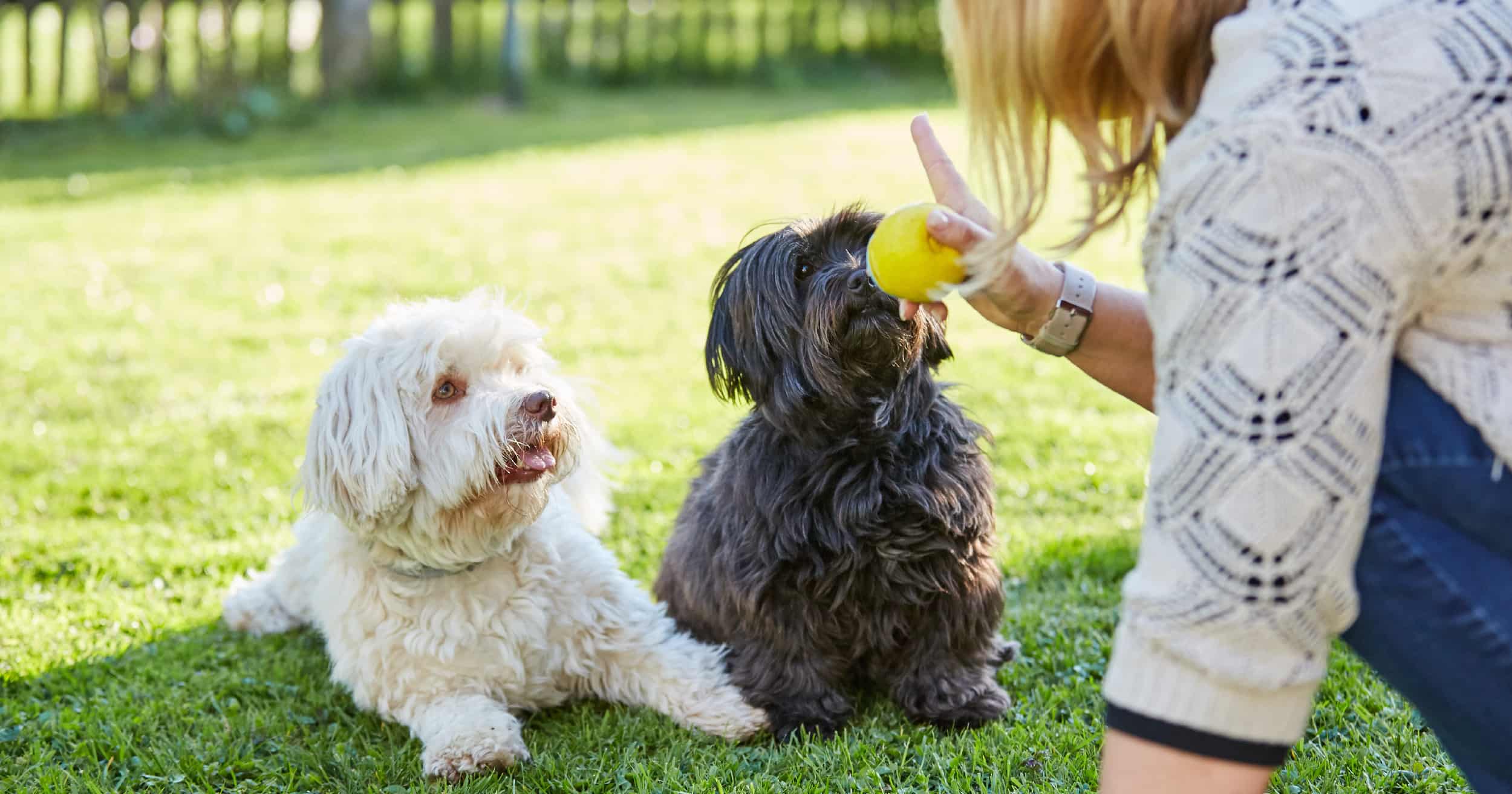 Two dogs awaiting instructions and staring at their owner holding a ball.