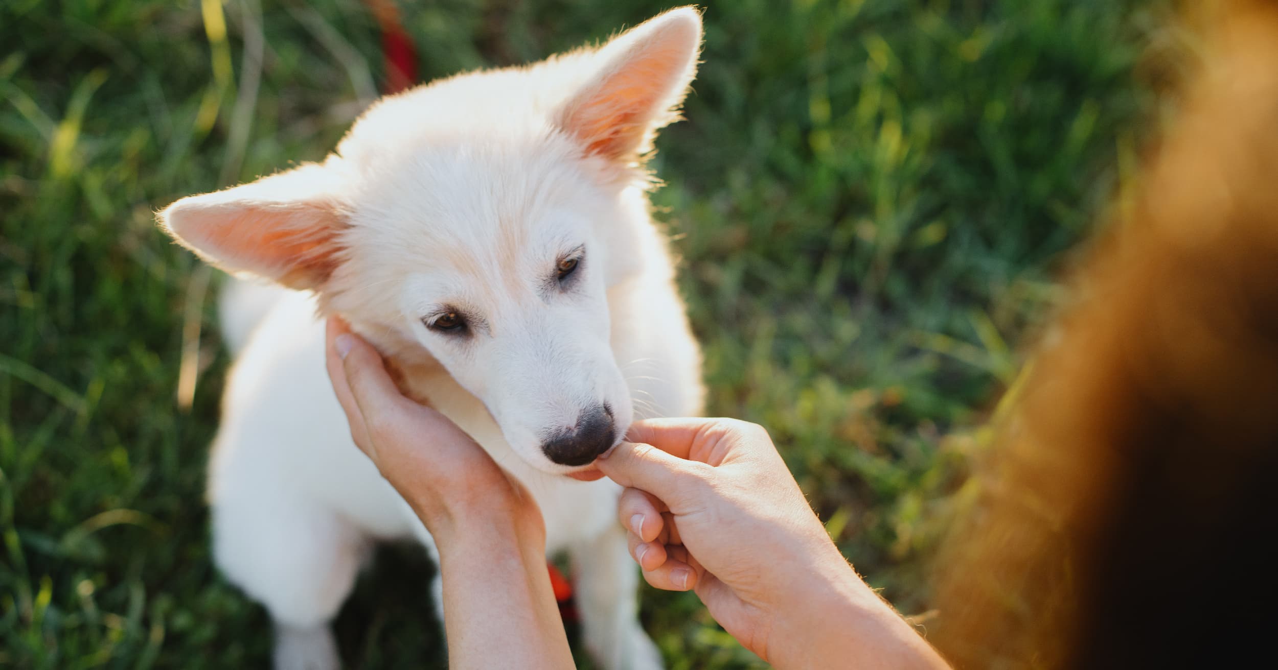A young dog sitting in the grass outside receiving a treat from its owner.