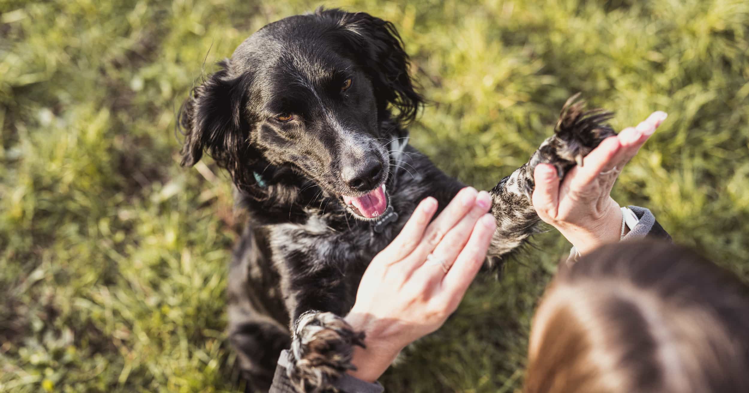 A young dog standing on its hind legs giving a woman a high five.