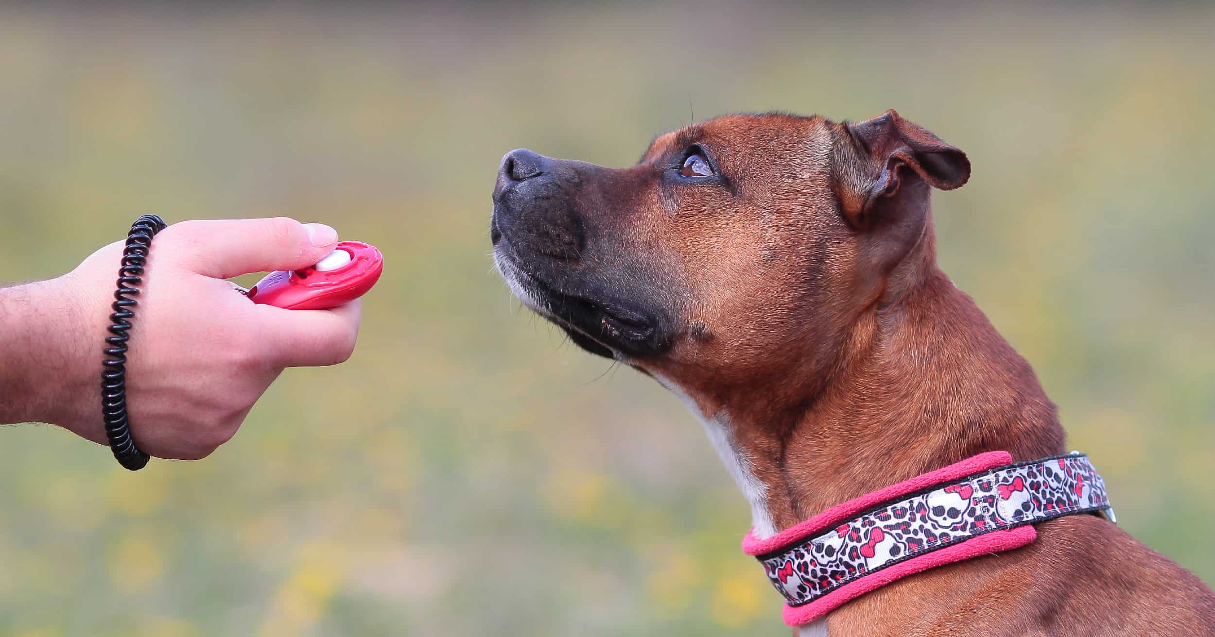 A young dog staring at its owner who is holding a clicker device.