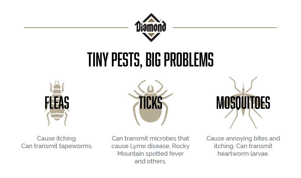An interior graphic detailing the issues that fleas, ticks and mosquitoes can cause for dogs.