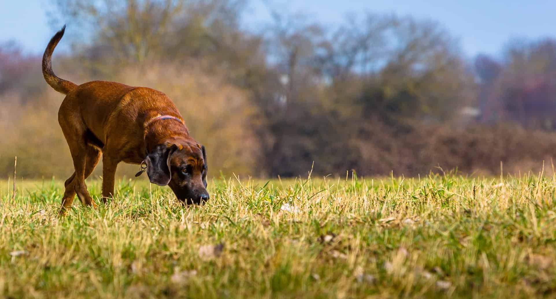 A brown dog walking through an open field sniffing grass.