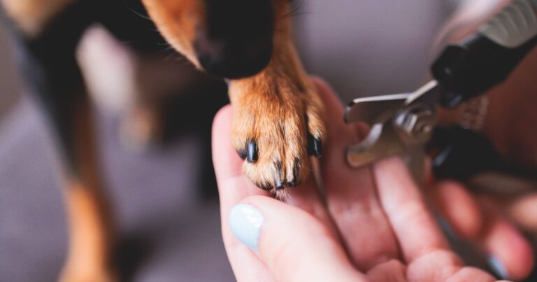 A small dog holding its paw in a human hand waiting to have its nails trimmed.