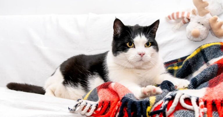 A white and black cat lying on a blanket in a bed.