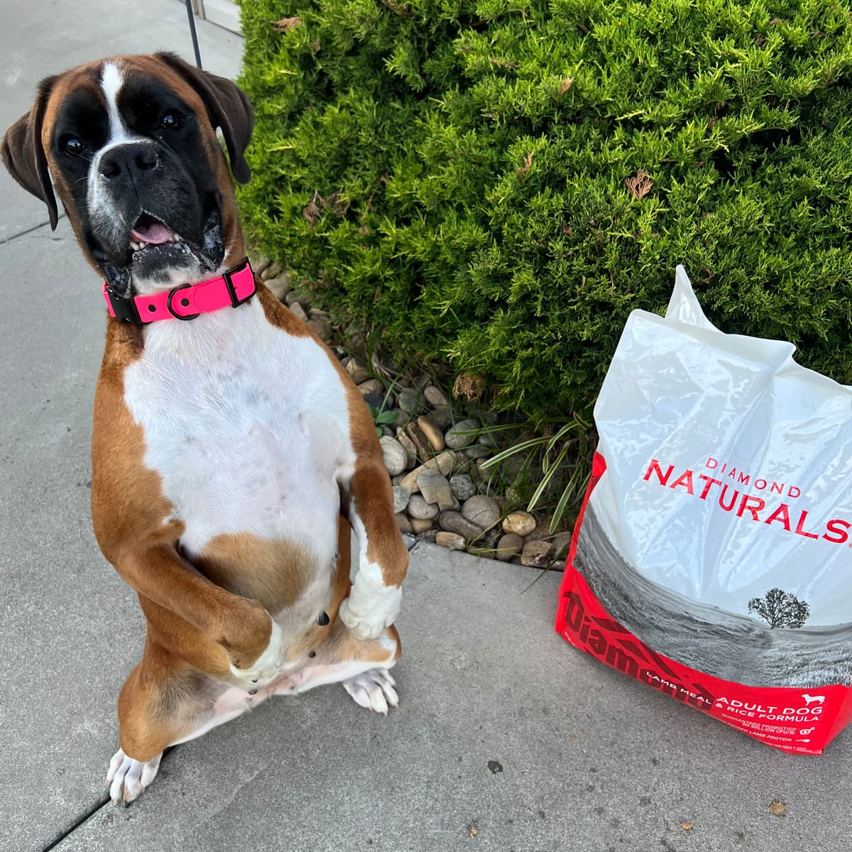 An adult boxer standing on its hind legs next to a Diamond Naturals dog food bag.