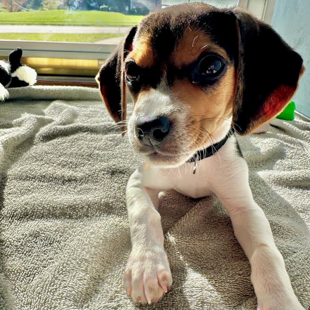 A beagle puppy lying on a blanket on a bed.