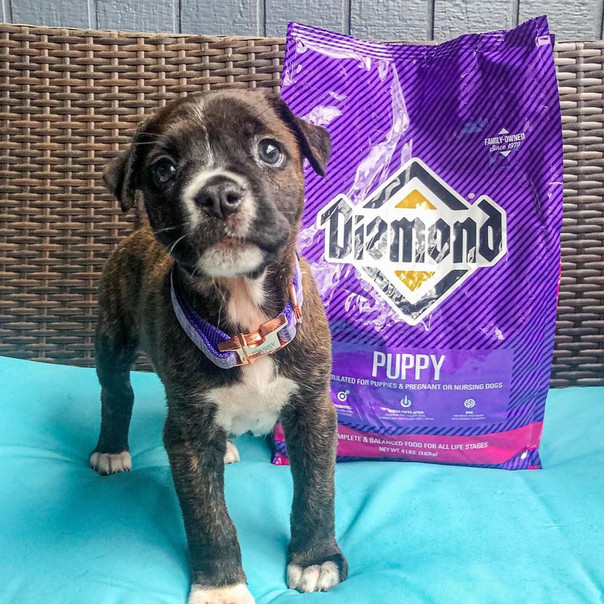 A black mixed breed puppy standing on an outdoor couch next to a Diamond Pet Foods puppy food bag.
