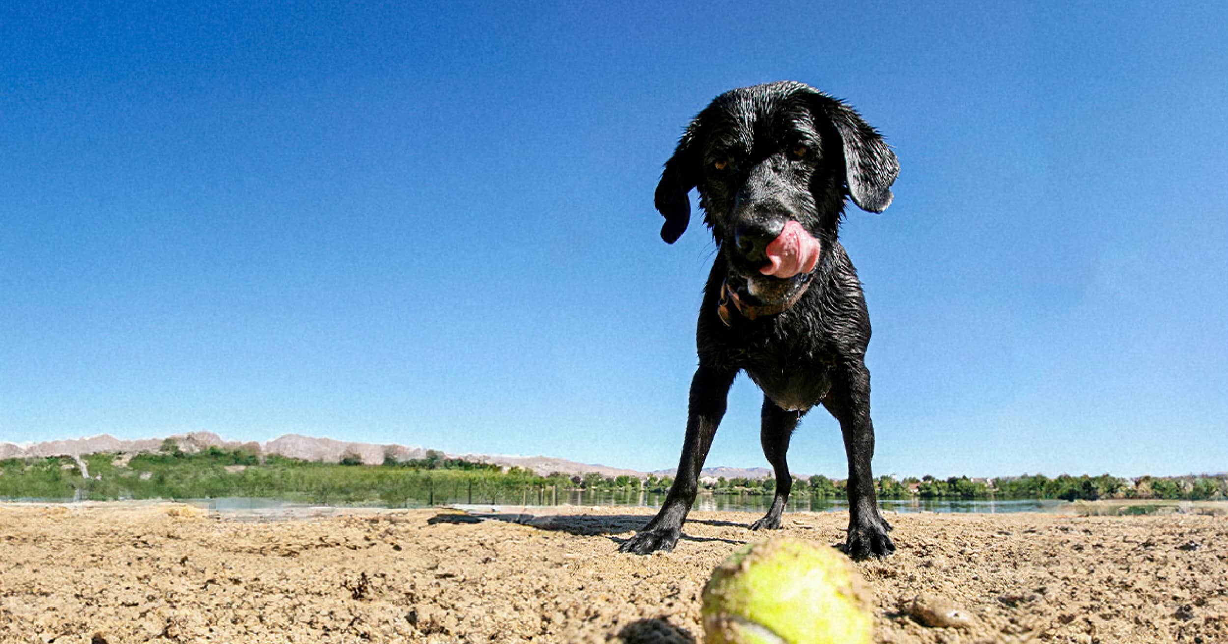 A black retriever standing on the beach staring at a tennis ball in the sand.