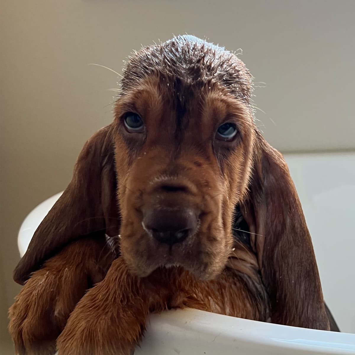 A bloodhound puppy sitting in a bathtub with its front paws over the top.