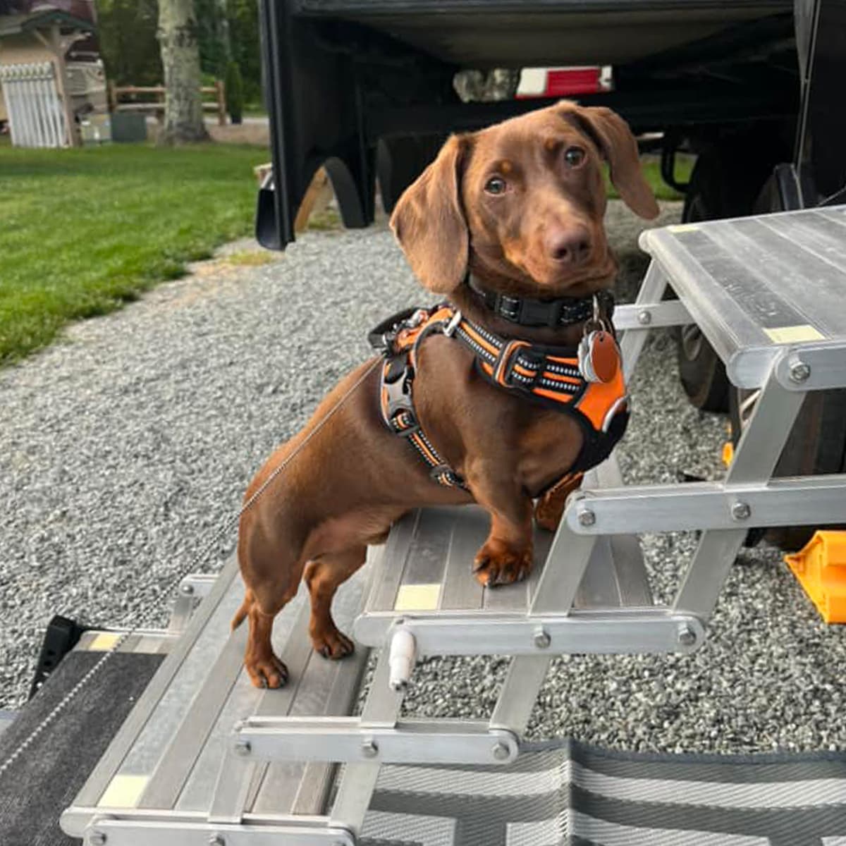 A brown dachshund wearing a harness standing on the steps of a camper, looking directly at the camera with an alert expression.