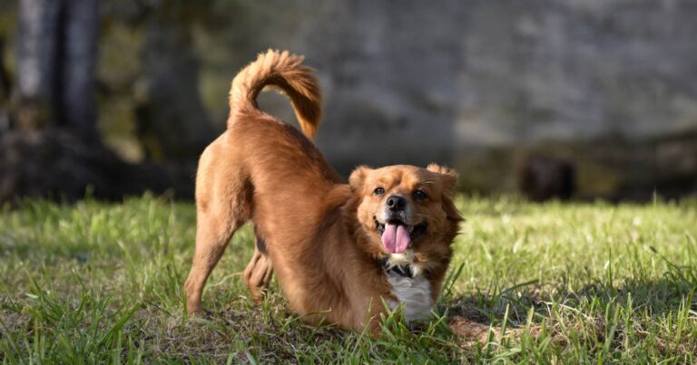 A brown dog standing in the grass with an arched back and its tail in the air.