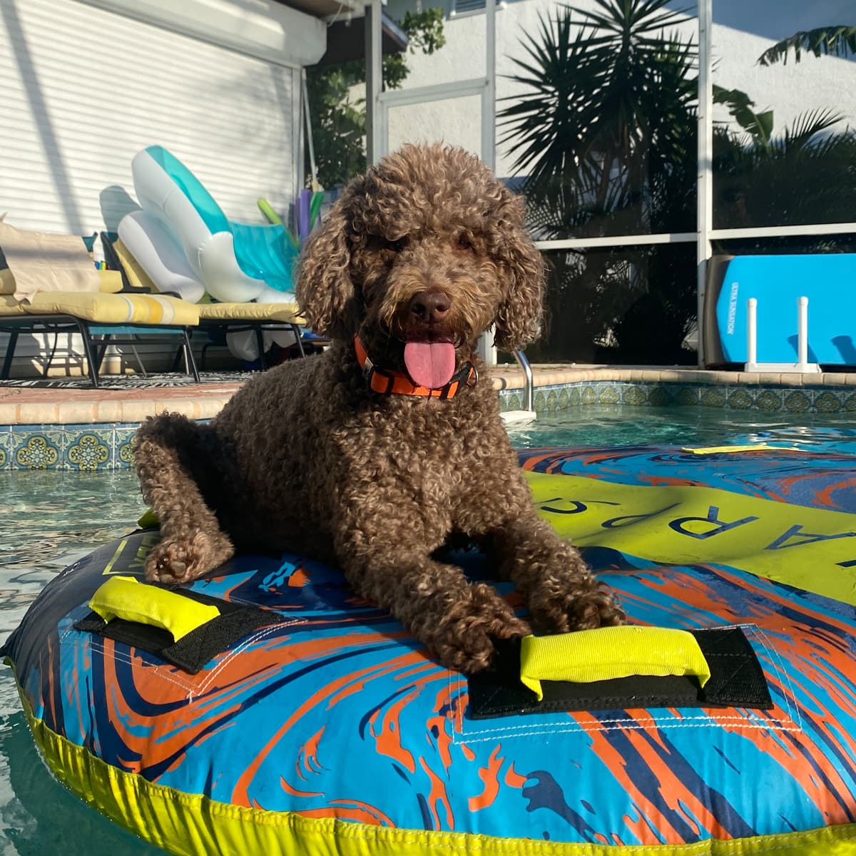 A brown poodle lying on a colorful inflatable in a swimming pool with palm trees in the background.