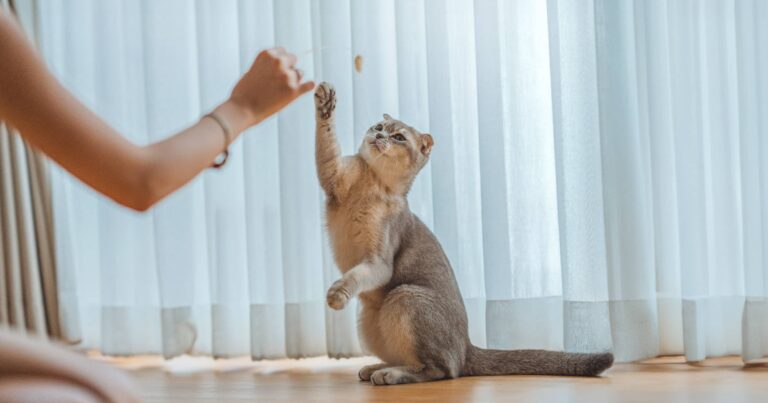 A cat sitting up on its back legs reaching its front paw towards a cat toy.