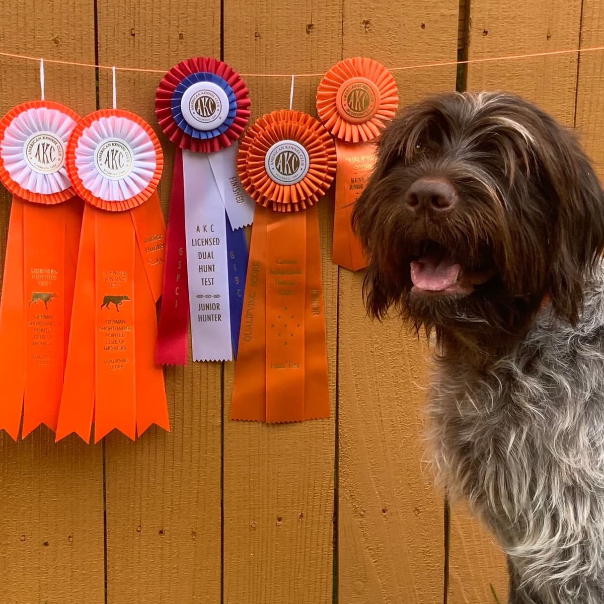 A German wirehaired pointer smiling beside a collection of five American Kennel Club hunting test ribbons hanging on a wooden fence.