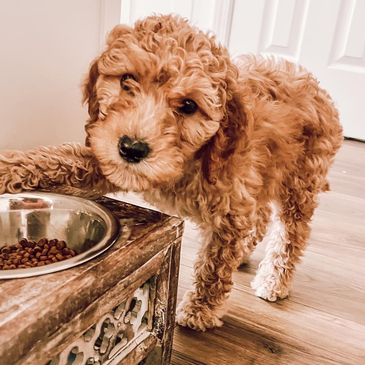 A goldendoodle puppy standing with one paw on a decorative food stand with a bowl of Diamond Pet Foods kibble inside.