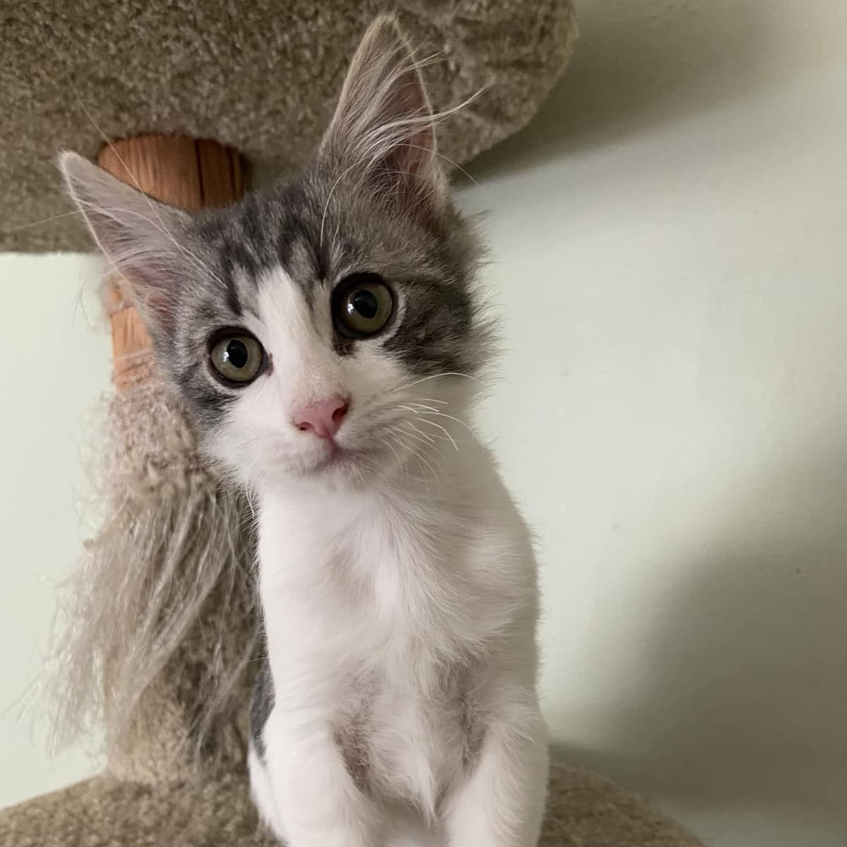 A gray and white kitten sitting on a cat tree.