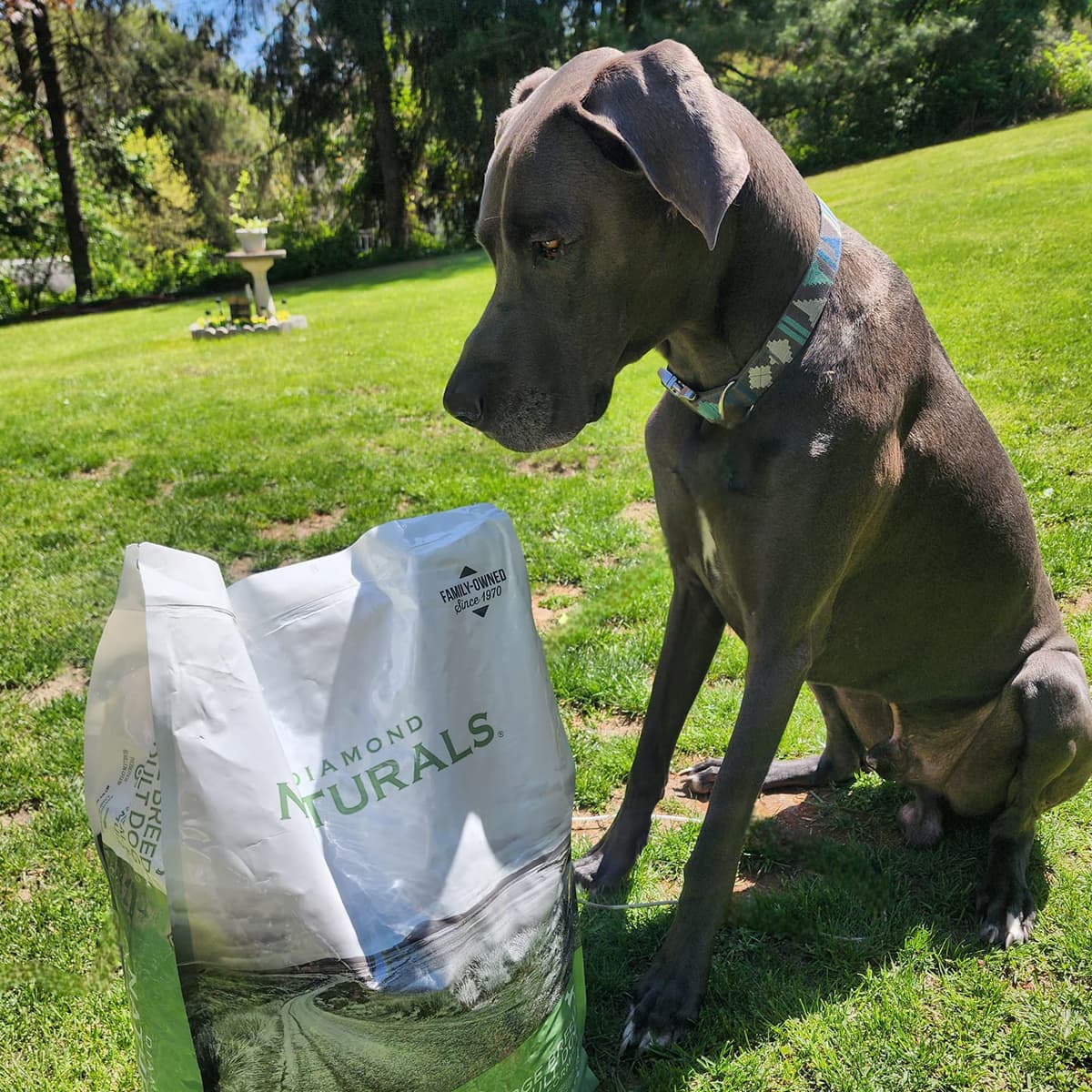 A gray Great Dane sitting on the grass looking down at a Diamond Naturals large breed adult dog food bag.