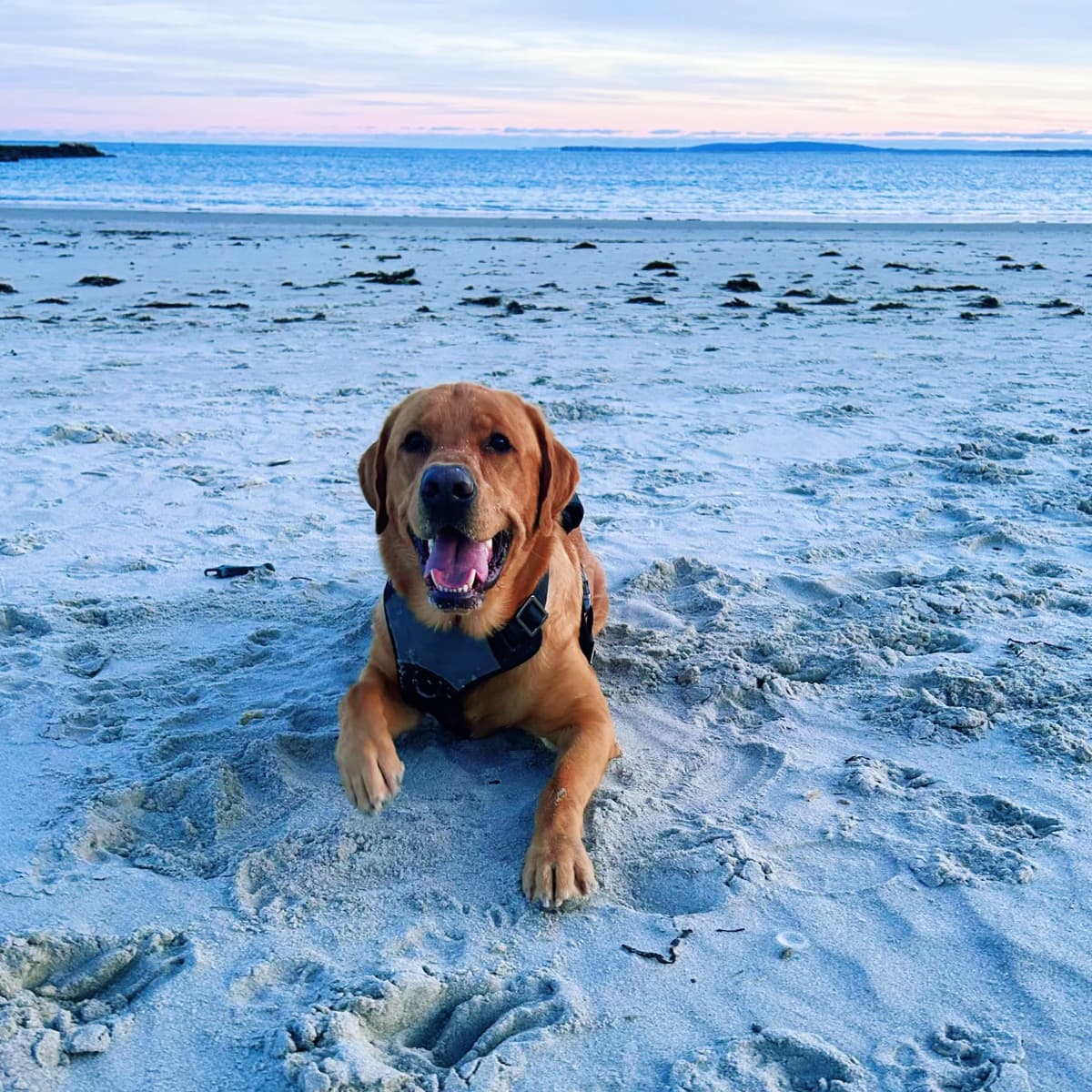 A Labrador retriever lying on a sandy beach with a sunset sky in the background.