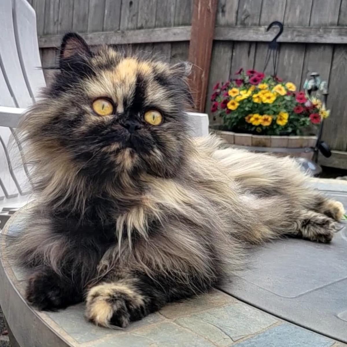 A multicolored cat with yellow eyes lying on an outdoor table.