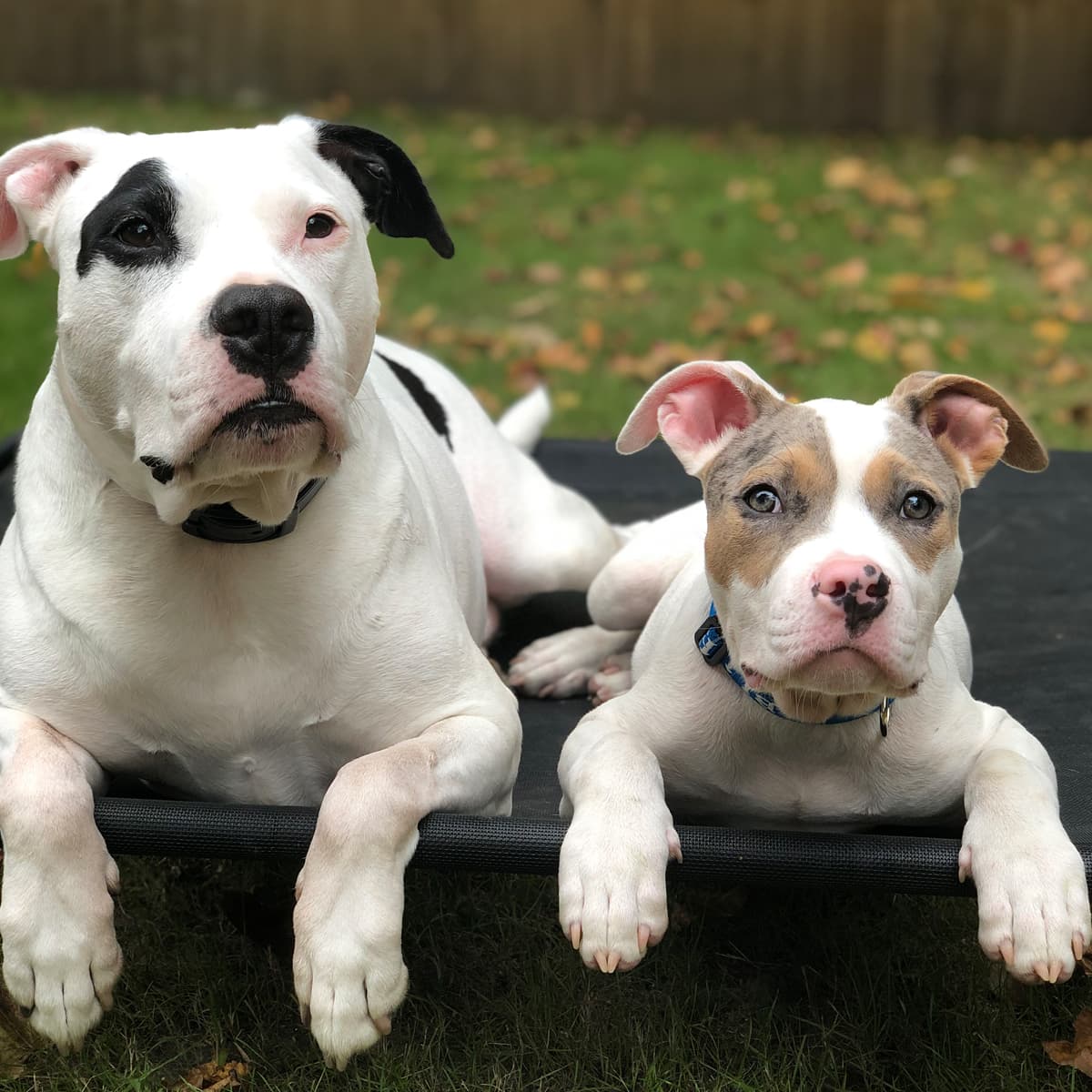 Photo of pet