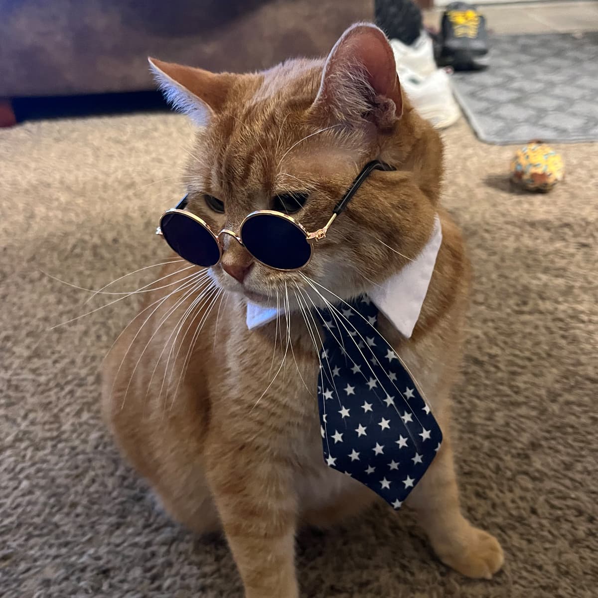 An orange tabby cat sitting on the carpet wearing a navy tie with stars and black sunglasses.