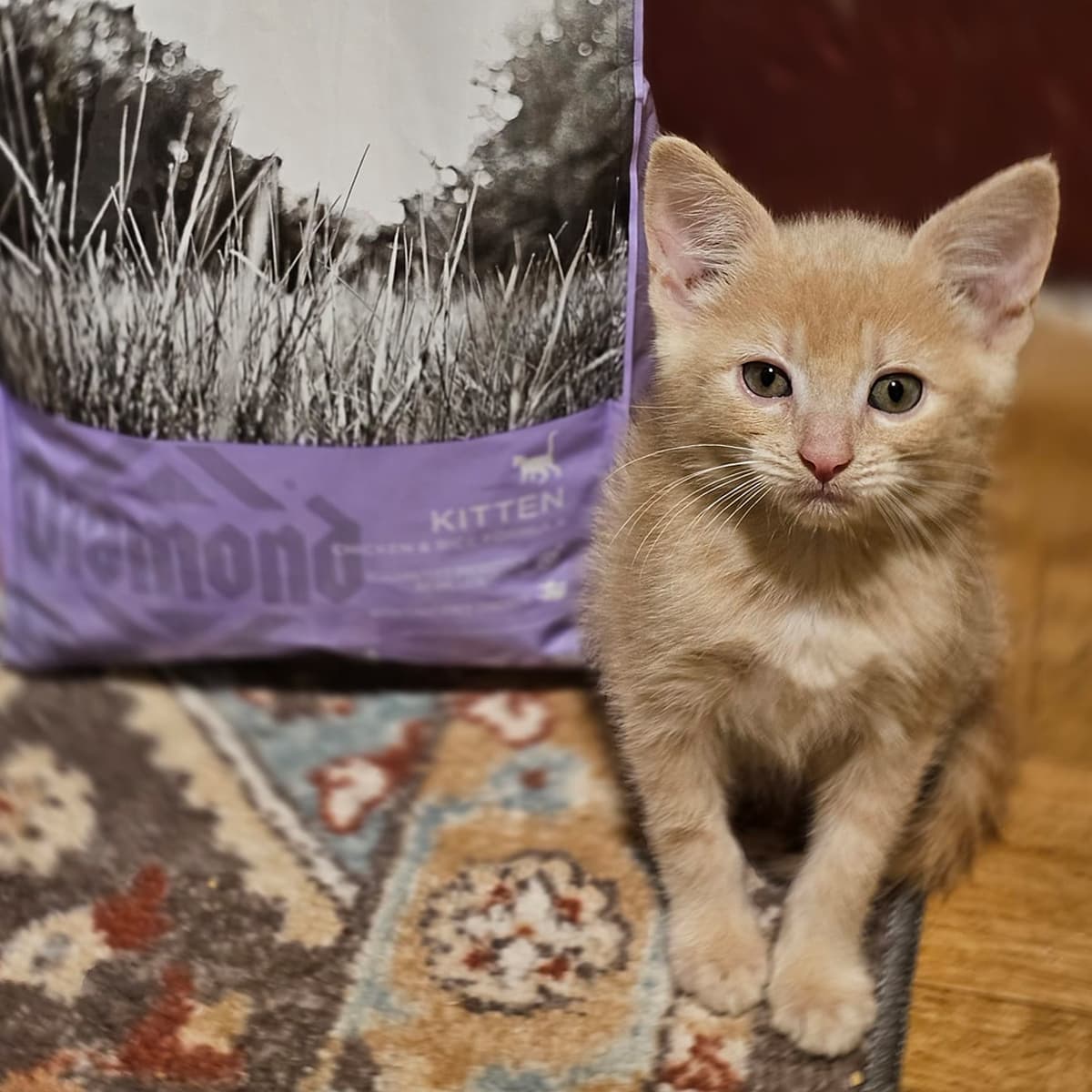 An orange tabby kitten sitting next to a Diamond Naturals kitten food bag.