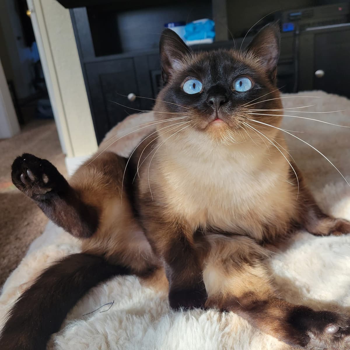 A Siamese cat slouched on a blanket with one hind leg up.