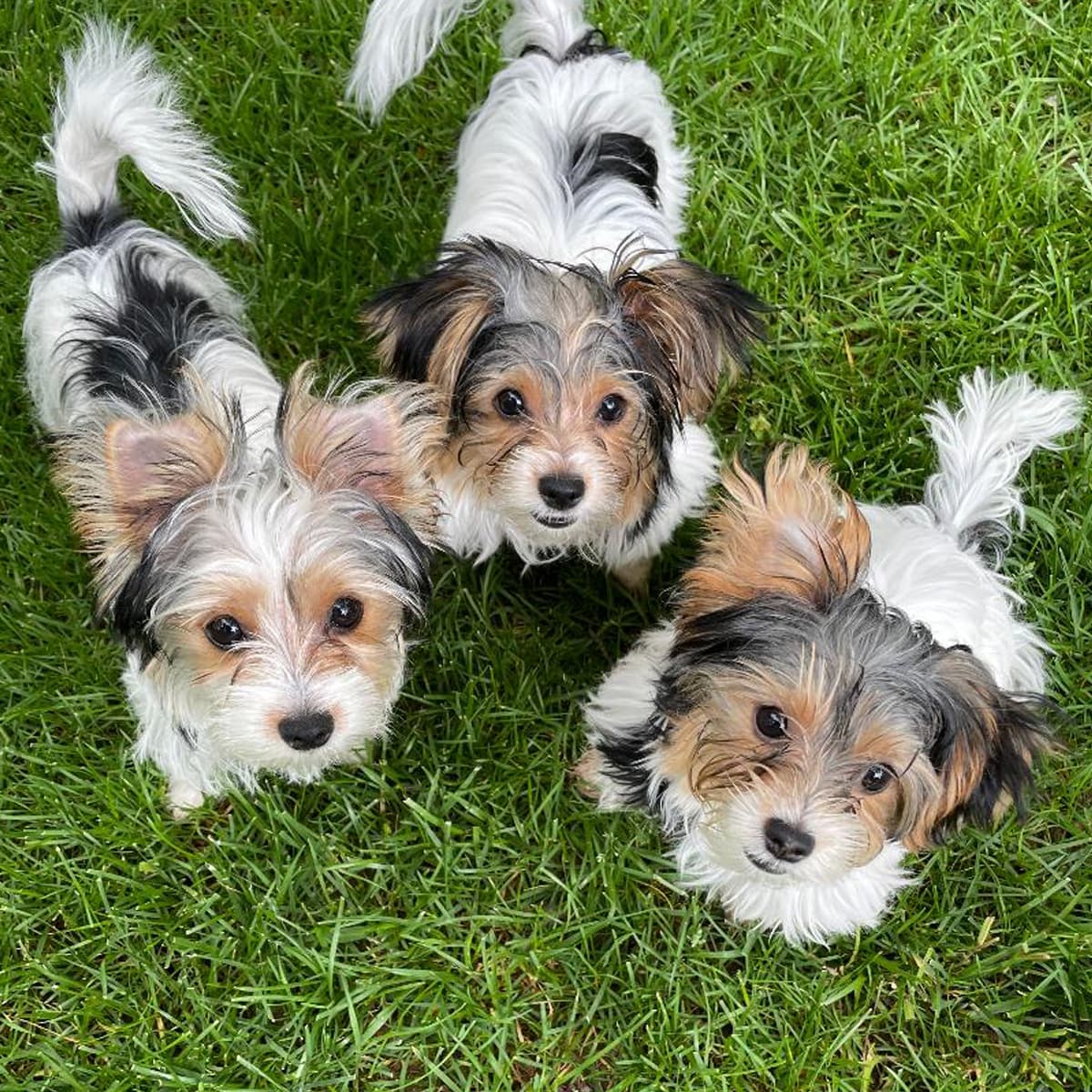 Photo of pet