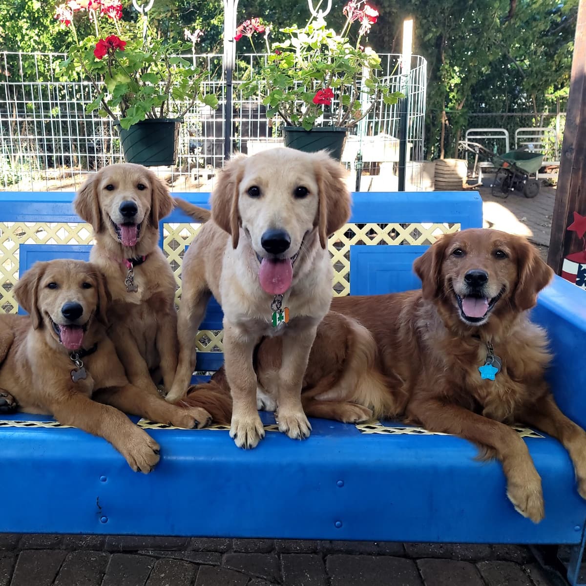 Photo of pet