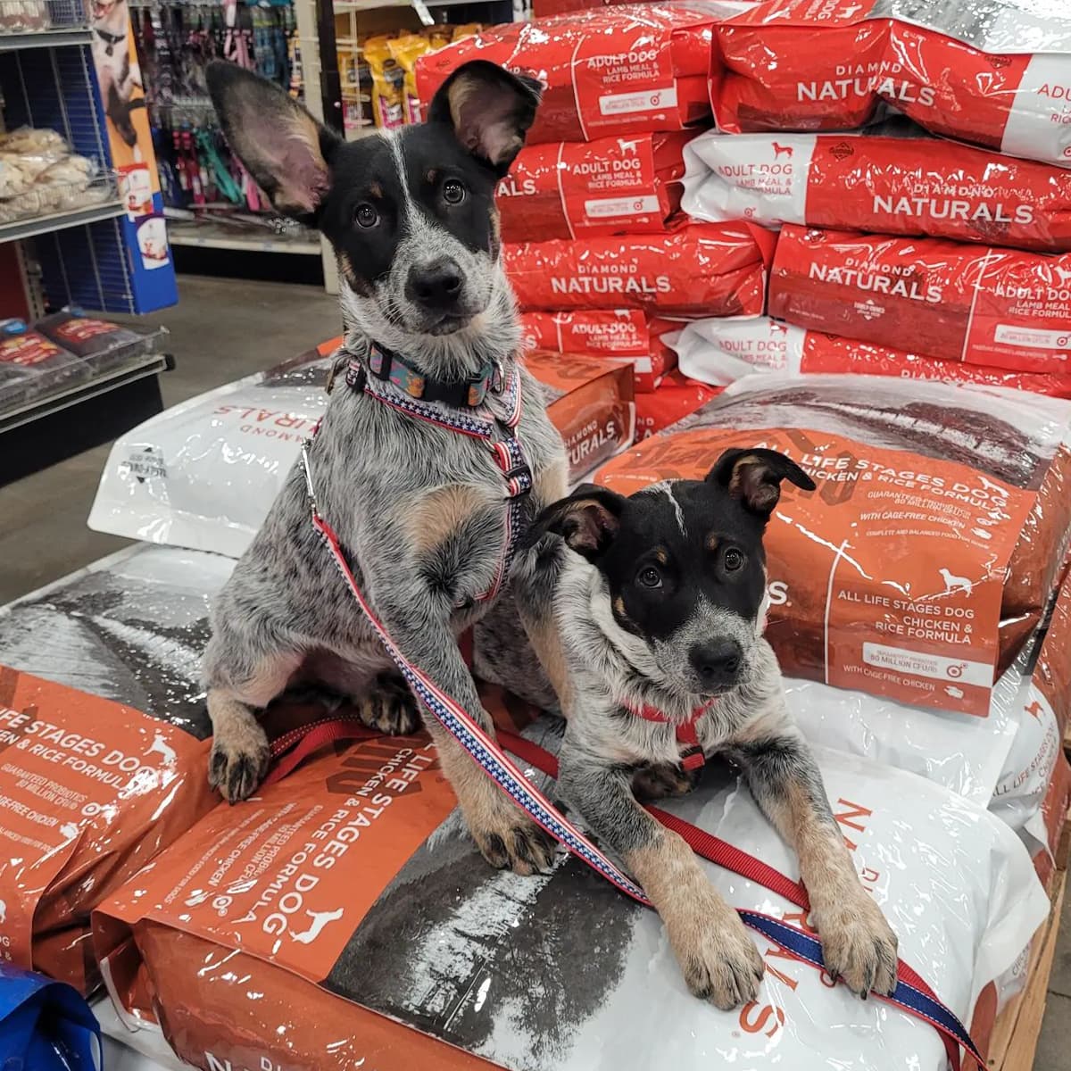 Two Australian cattle dogs, one lying down and one sitting, on a stack of Diamond Naturals dog food bags in a store.
