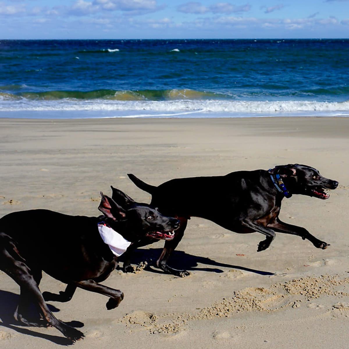 Two black dogs running energetically on a sandy beach with the ocean and a blue sky in the background.