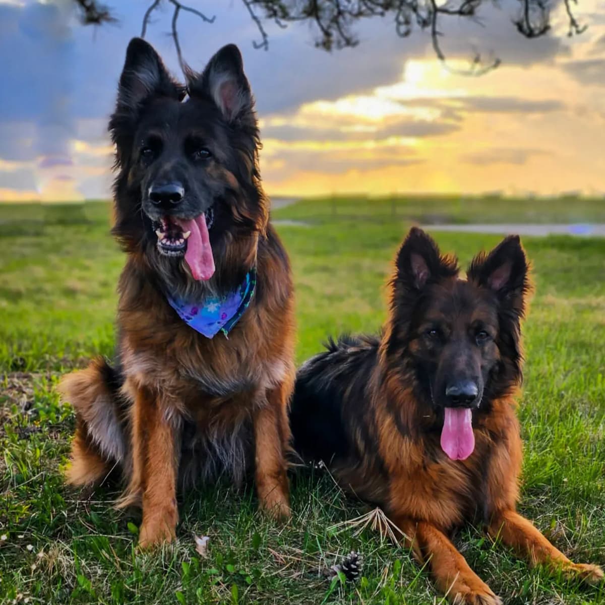 Photo of pet
