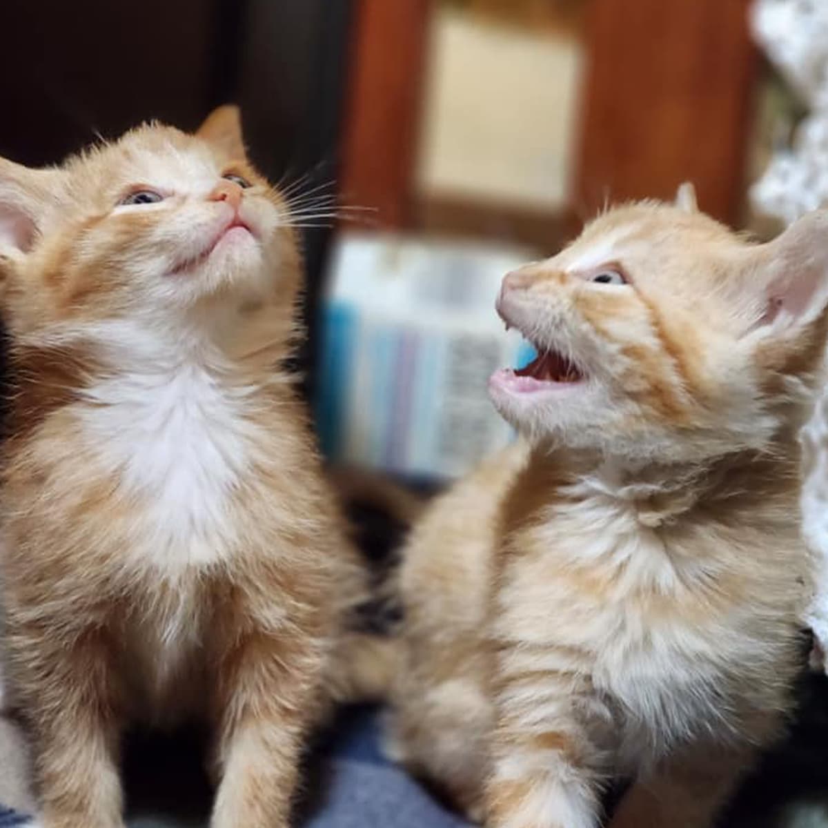Two orange and white kittens looking upward; one is meowing.