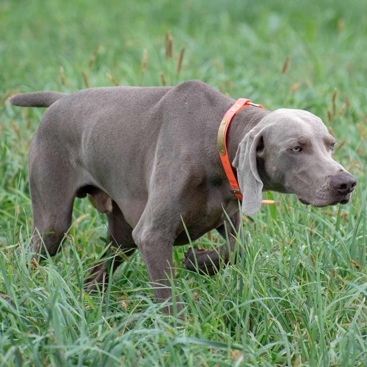 A Weimaraner wearing a bright orange collar standing in a grassy field pointing.