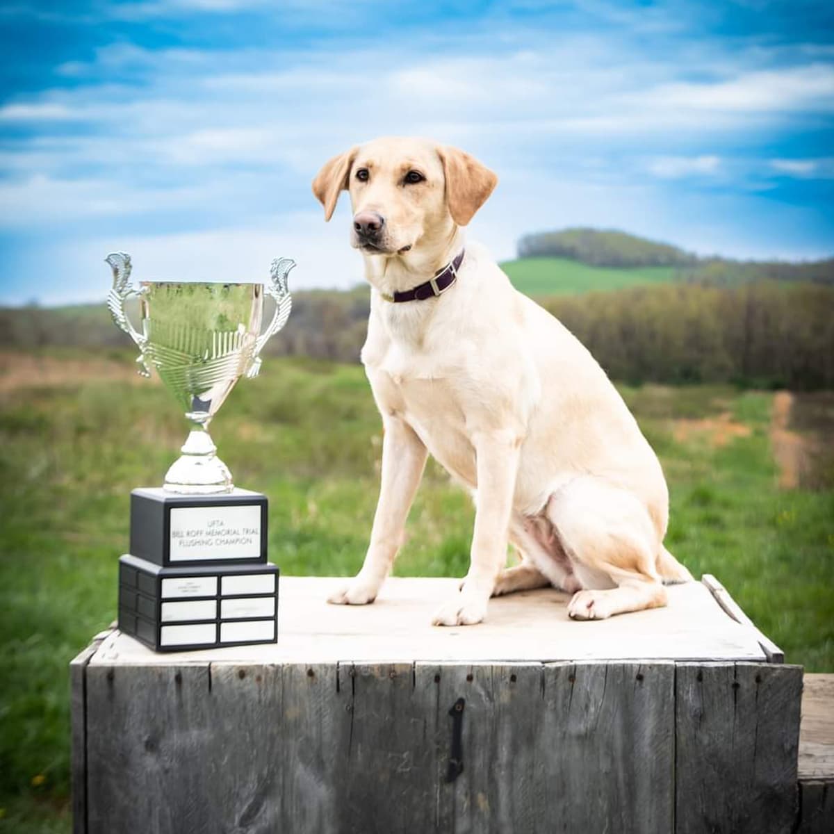 A yellow Labrador retriever sitting on a wooden podium next to a large, silver trial flushing champion trophy.