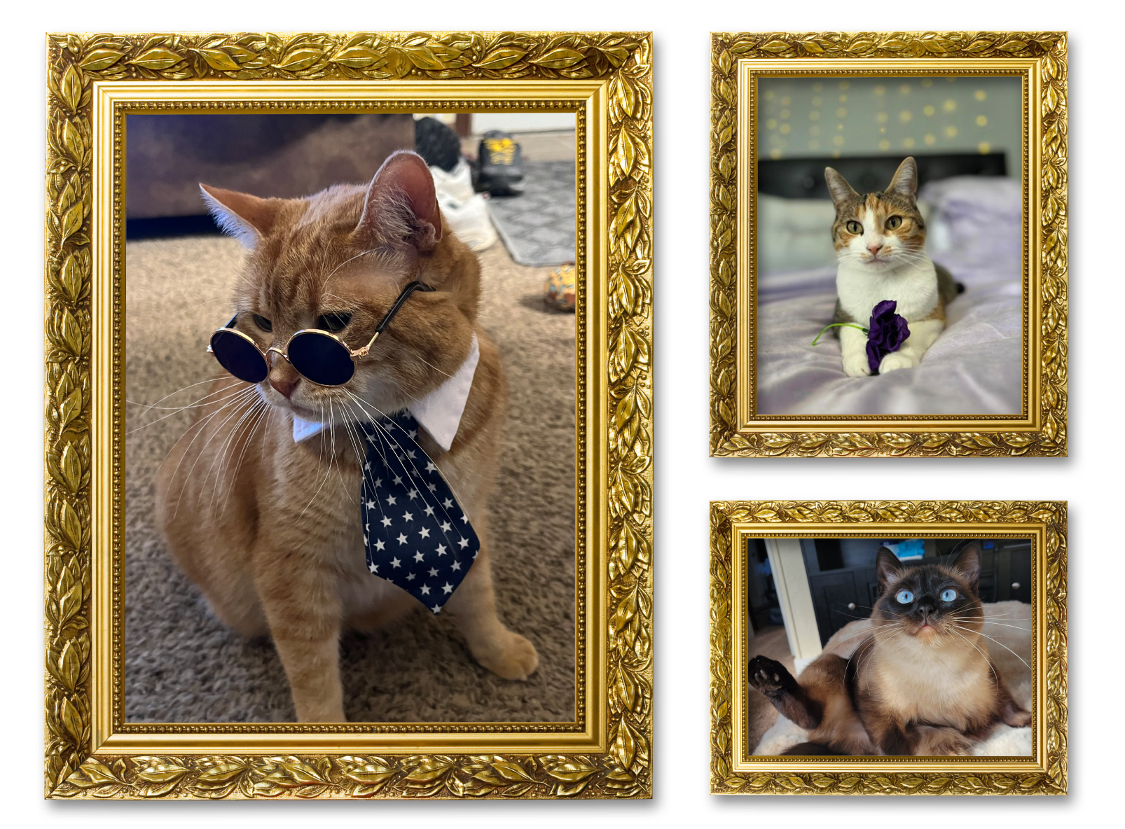 Three images of cats in picture frames for the Cat Club album on the Diamond Family Album.