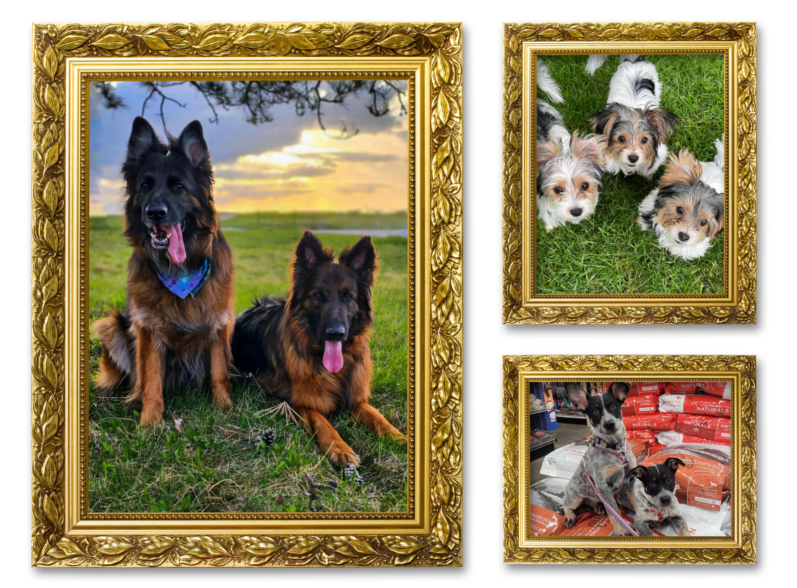 Three images of dogs in picture frames for the Dog Pile album on the Diamond Family Album.